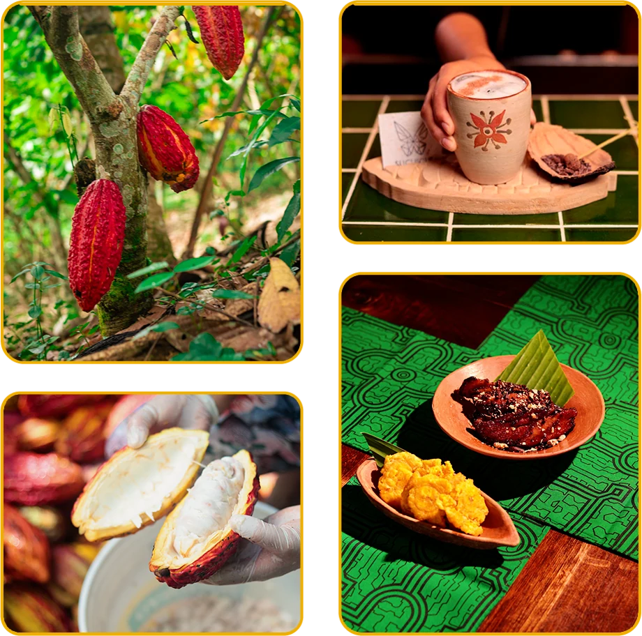 Cacao amazónico de San Martín: granos, bebida, productos y mazorcas